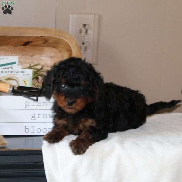 Pepsi, Cavapoo Puppy